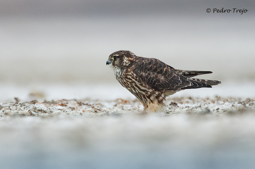 Esmerejón (Falco columbarius)
